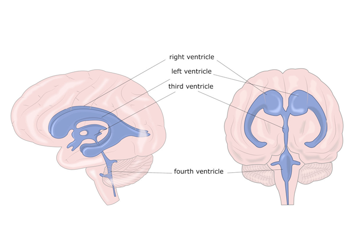 Ventricoli cerebrali